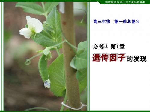高三生物《 孟德尔的豌豆杂交实验(一)》