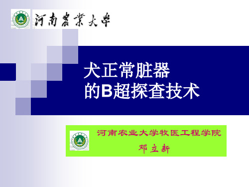 犬正常脏器的B超探察技术