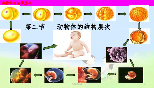 初中1--动物体的结构层次1精品课件ppt课件