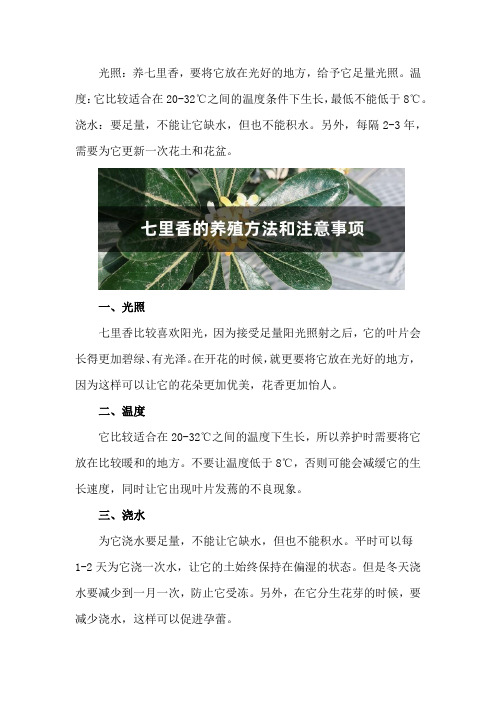 七里香的养殖方法和注意事项