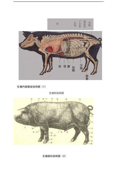 猪各部位详细结构图