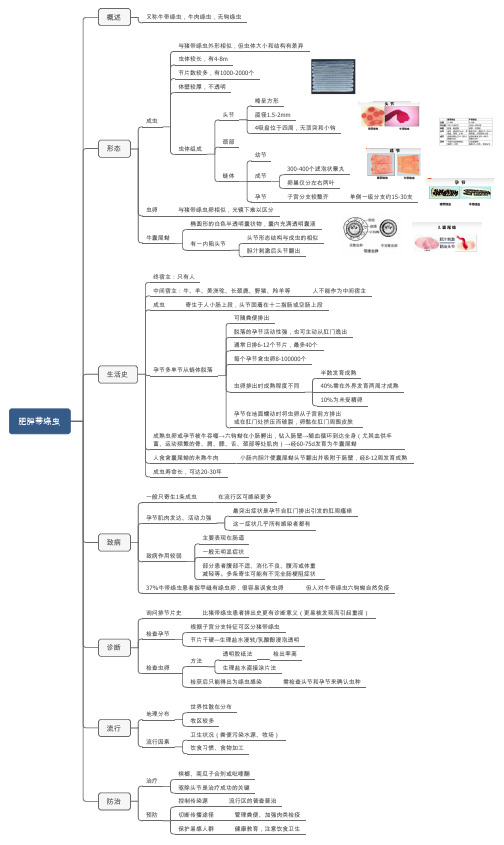 人体寄生虫学肥胖带绦虫