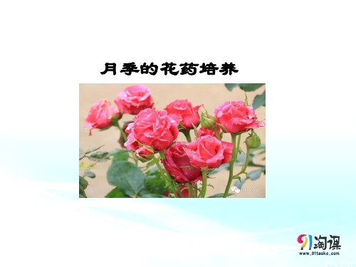 课件10：3.2 月季的花药培养