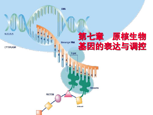 第九章原核表达总结