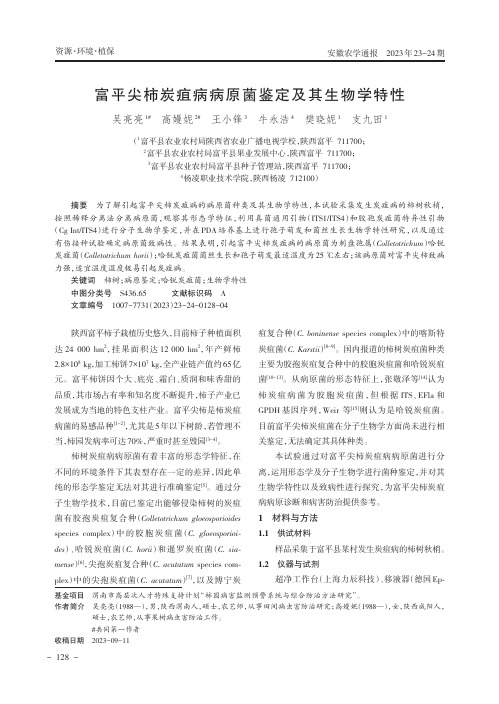 富平尖柿炭疽病病原菌鉴定及其生物学特性