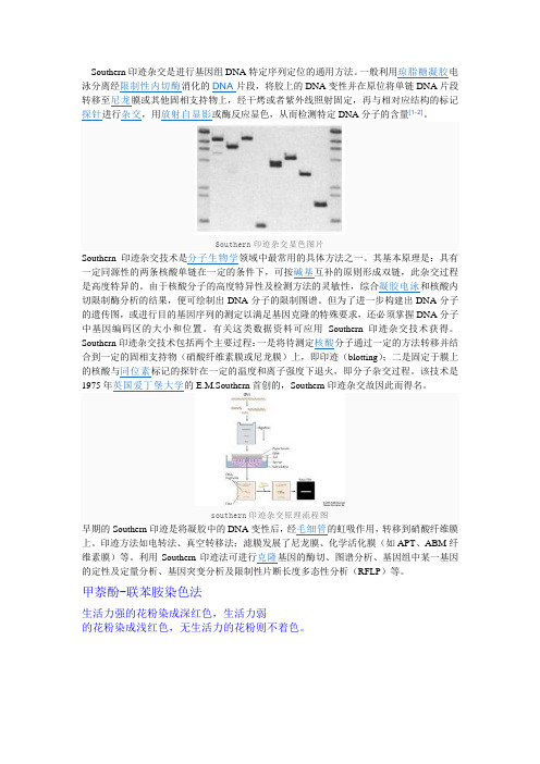 Southern印迹杂交是进行基因组DNA特定序列定位的通用方法