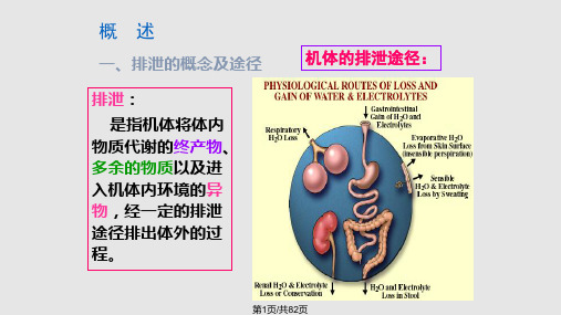 —肾脏的排泄PPT课件