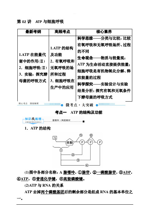 2020版赢在微点高考生物人教版一轮复习讲义：第三单元第02讲ATP与细胞呼吸含答案