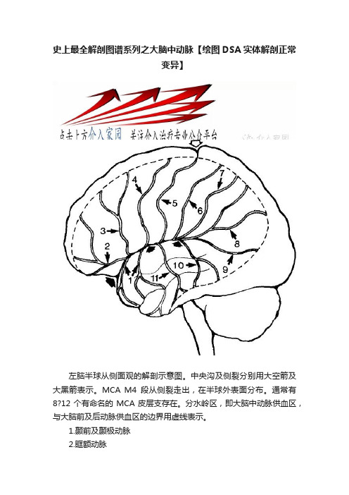 史上最全解剖图谱系列之大脑中动脉【绘图DSA实体解剖正常变异】