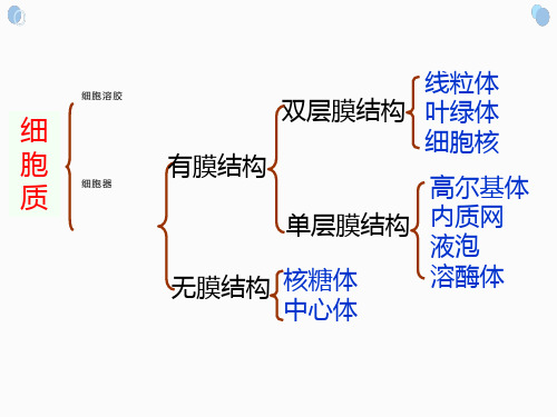 高三生物复习课件：细胞质和细胞核(共30张PPT)