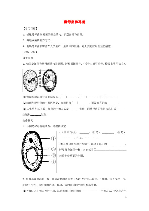 八年级生物上册 5.2.1酵母菌和霉菌导学案(答案不全)(新版)冀教版