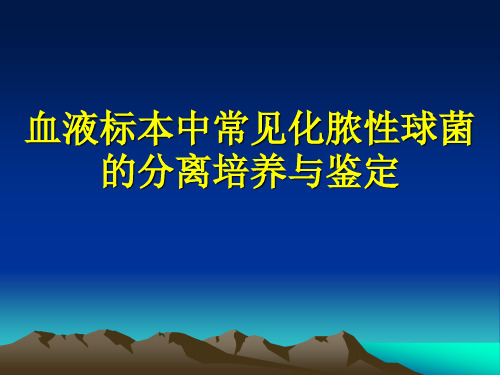 血液标本中常见化脓性球菌的分离培养与鉴定