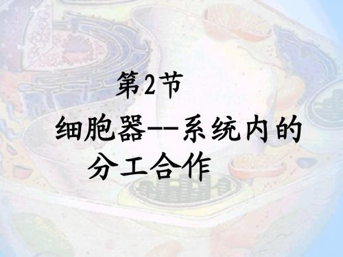 3.2细胞器—系统内的分工合作