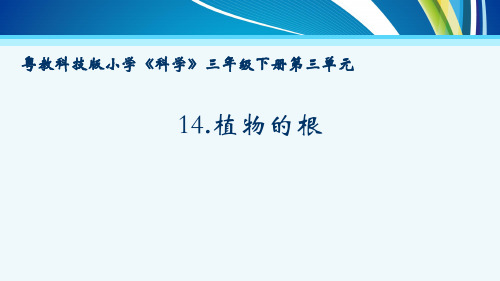 粤教版科学三年级下册第14课《植物的根》