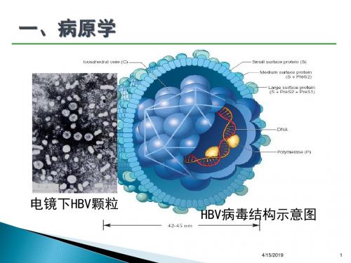 中国慢性乙肝防治指南分析PPT课件