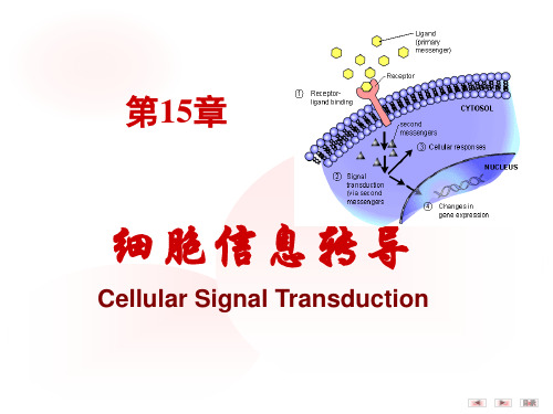 生物化学和分子生物学：第15章细胞信号转导