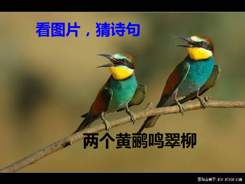 新人教版八年级上册第三章《动物在生物圈中的作用》PPT课件
