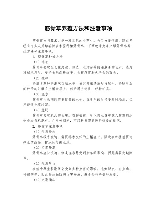 筋骨草养殖方法和注意事项