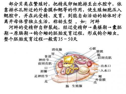 软体动物和节肢动物1