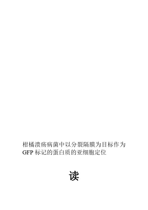 2019年柑橘溃疡病菌中用GFP标记的蛋白质亚细胞定位：以分裂隔膜为目标.doc