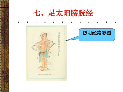 最新足太阳膀胱经-针灸学 课件