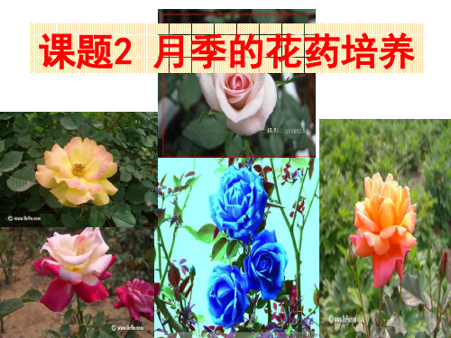 月季花药培养-zzm资料文档