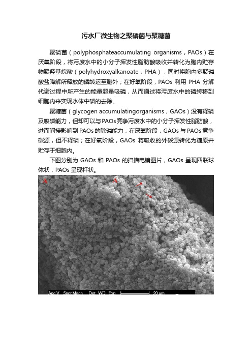 污水厂微生物之聚磷菌与聚糖菌