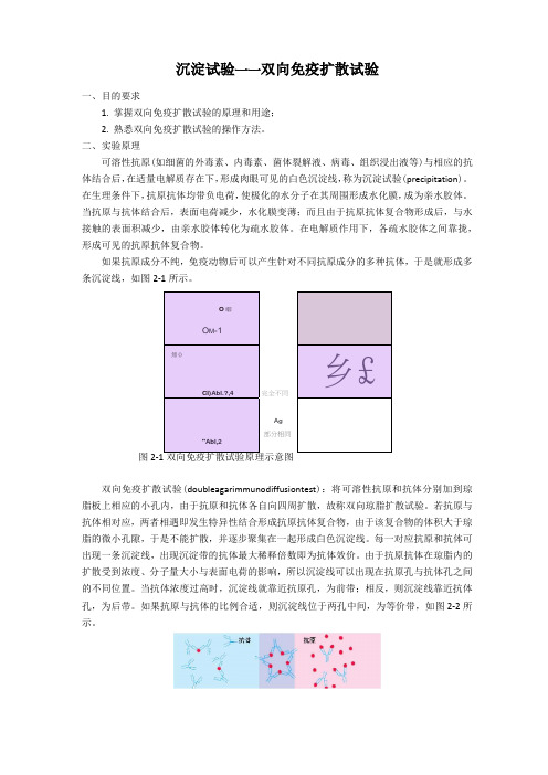 沉淀试验——双向免疫扩散