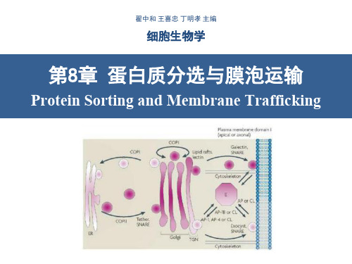 细胞生物学翟中和编第8章蛋白质分选与膜泡运输