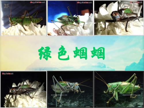 人教语文七上 23 绿色蝈蝈 教学课件