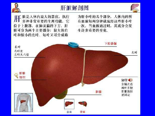 最新病毒性肝炎的预防和治疗-PPT文档