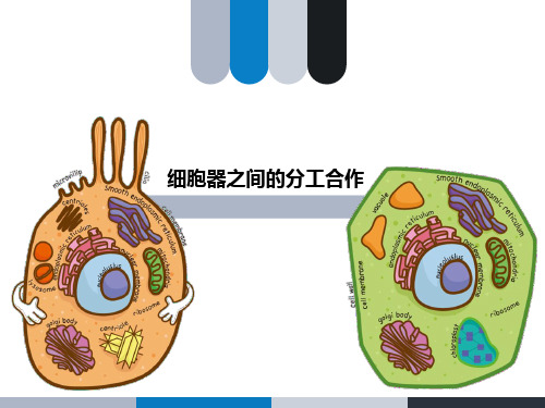 细胞器之间的分工合作