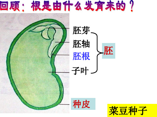 小学三年级科学      3.3植物与土壤教学设计