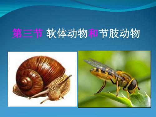 1.3软体动物和节肢动物(51张ppt)