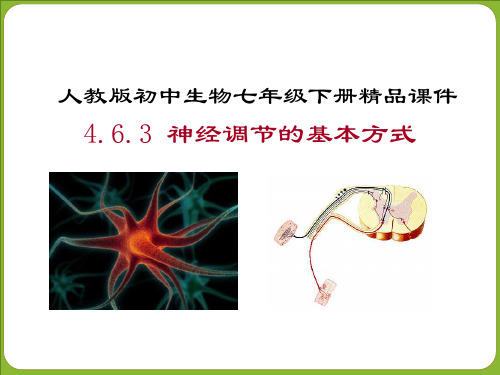 人教版初中生物七年级下册精品课件：神经调节的基本方式