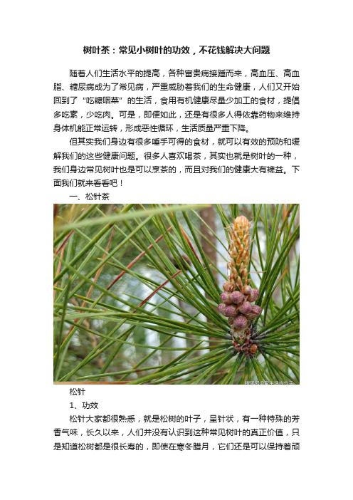 树叶茶：常见小树叶的功效，不花钱解决大问题