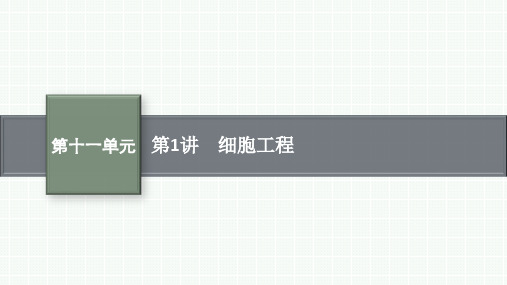 人教版高考生物学复习课件 第11单元细胞工程、基因工程及生物技术的安全性与伦理问题 第1讲 细胞工程