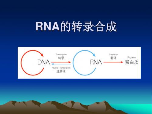 第六章 RNA的转录