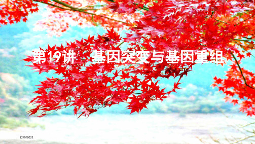 高考生物一轮复习 第7单元 变异、育种与进化 第19讲 基因突变与基因重组课件