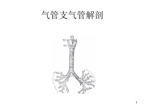 气管支气管解剖