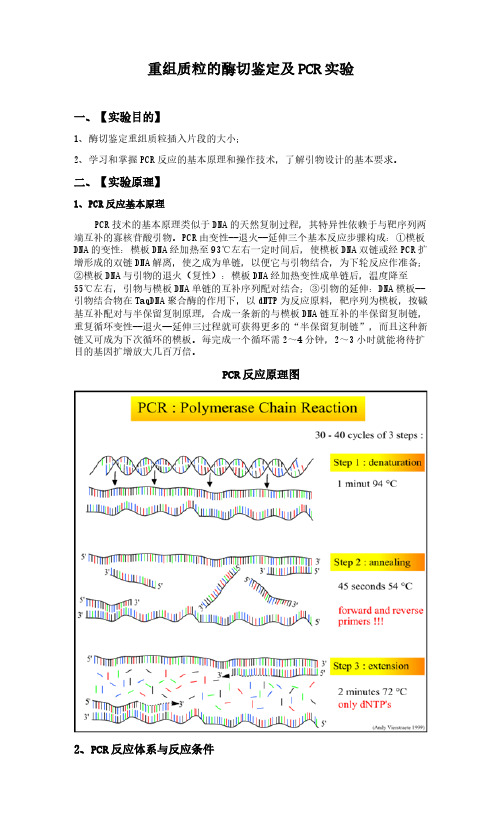 重组质粒的酶切鉴定及PCR试验