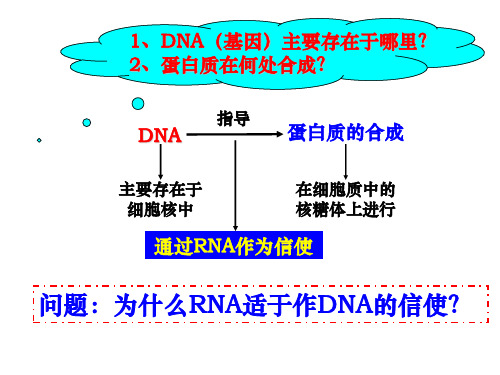 41基因指导蛋白质的合成共15张PPT