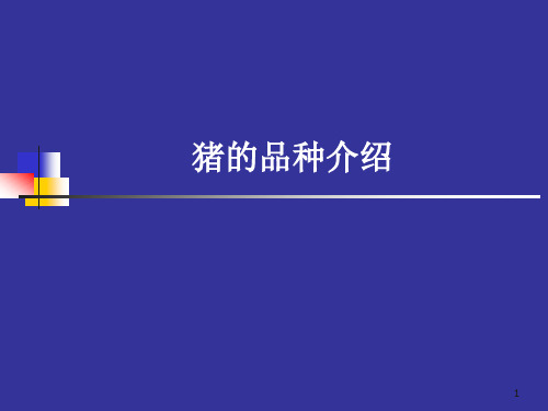 猪的品种介绍ppt课件