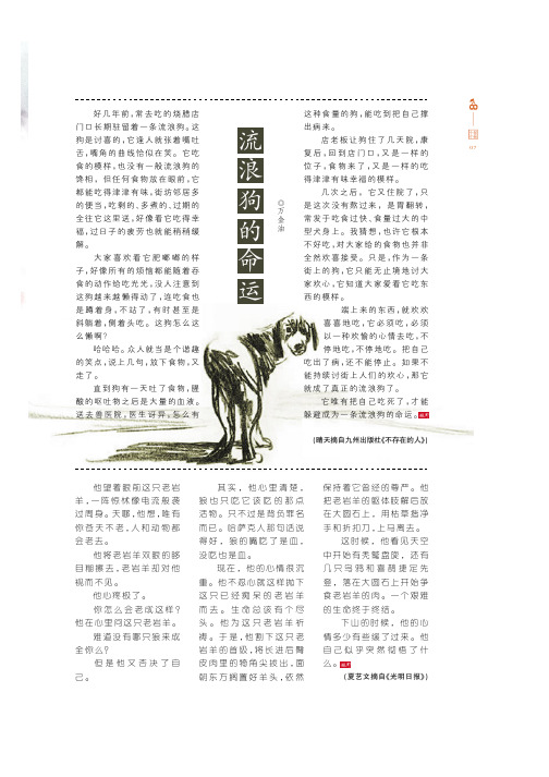 流浪狗的命运
