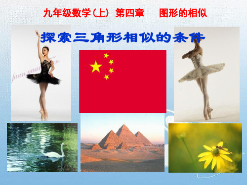 《探索三角形相似的条件》图形的相似PPT课件4-北师大版九年级数学上册