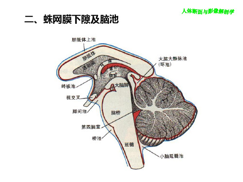 脑膜和脑池的应用解剖PPT课件