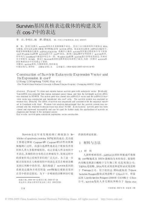 Survivin基因真核表达载体的构建及其在cos-7中的表达