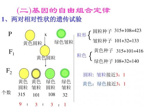 第二节 二 基因的自由组合定律