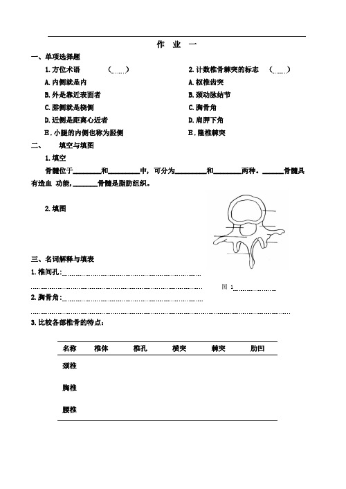 人体解剖学作业