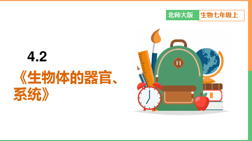 初中生物北师大版七年级上册《42生物体的器官、系统》课件